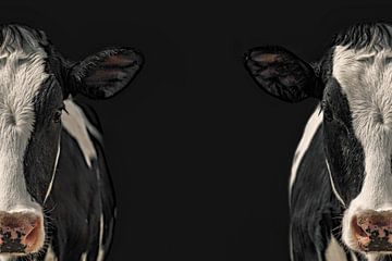 Two faced cow by Elianne van Turennout