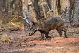 Ein rennendes Wildschwein von Gerard de Zwaan