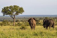 Les éléphants dans la savane