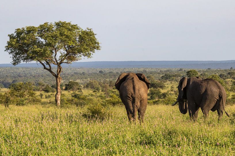 Les éléphants dans la savane par Marijke Arends-Meiring