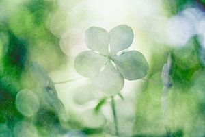 Blüte der Hortensie