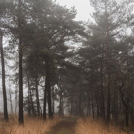 Waldweg im Nebel mit schönen Wintergräsern von Merlijn Arina Photography