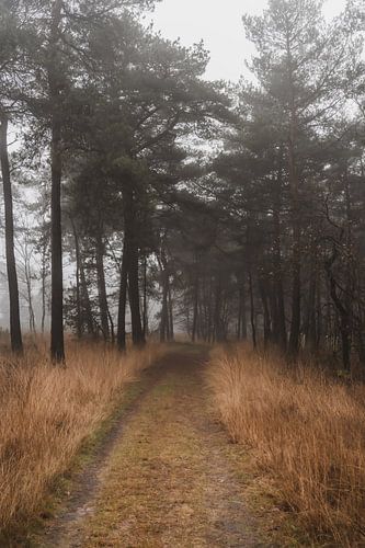 Bospad in de mist met mooie winterse grassen van Merlijn Arina Photography
