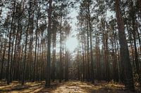 Een wandeling in het bos in de zon