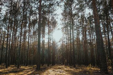 Een wandeling in het bos in de zon van Lisa Zet