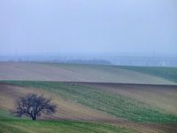 Weinviertel 03