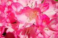 Pink rhododendron flower, close up, Germany by Torsten Krüger thumbnail