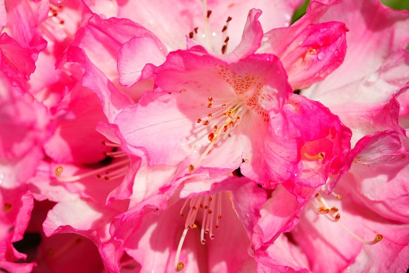 Pink rhododendron flower, close up, Germany by Torsten Krüger