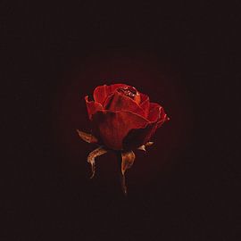 The last rose in December by Ribbi