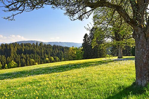 Idyllisches Allgäu im Frühling