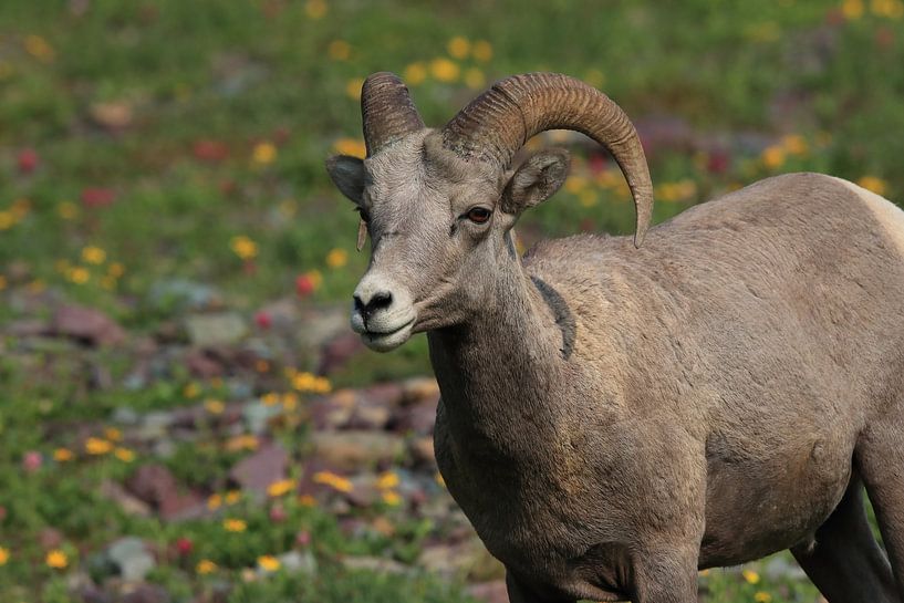 Bighorn Sheep Glacier National Park Montana USA by Frank Fichtmüller