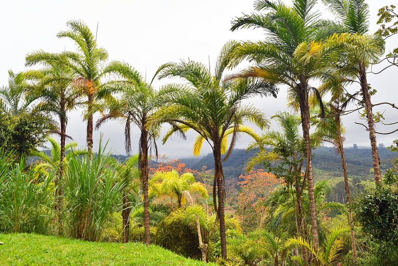Landscape with palm trees in Costa Rica by Rini Kools