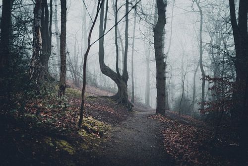 Eerie Forest