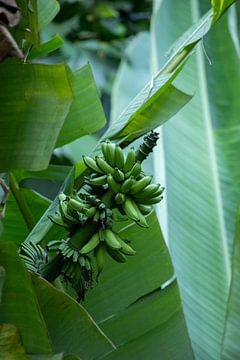 Grüne Bananen in tropischem Licht von Marco Leeggangers