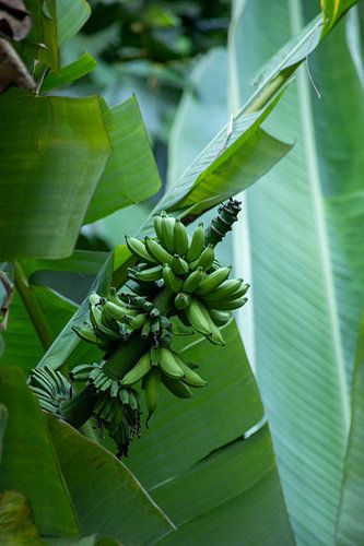 Groene bananen in tropisch licht