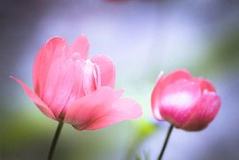 Voorjaarsbloemen met zachte kleuren von Marga Meesters