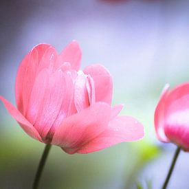 Voorjaarsbloemen met zachte kleuren van Marga Meesters