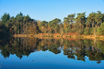 Reflets d'automne aux Oisterwijkse Vennen