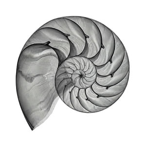 Shell X-ray