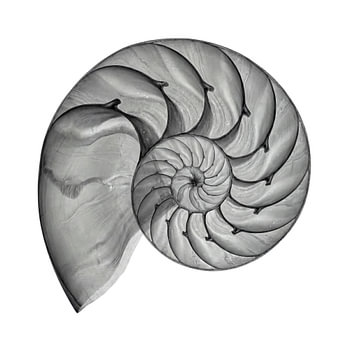 Radiographie de la coquille