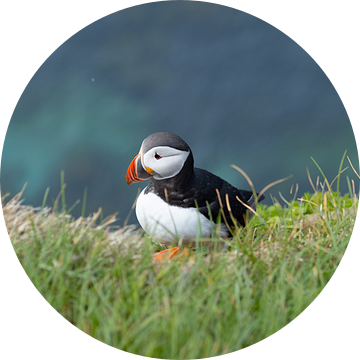 Puffin in het gras van de Westfjorden, IJsland van Teun Janssen