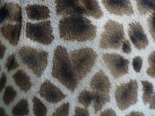 Close up van giraffe billen van Petra Dielman thumbnail