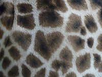 Close up van giraffe billen
