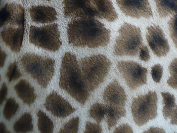 Close up van giraffe billen
