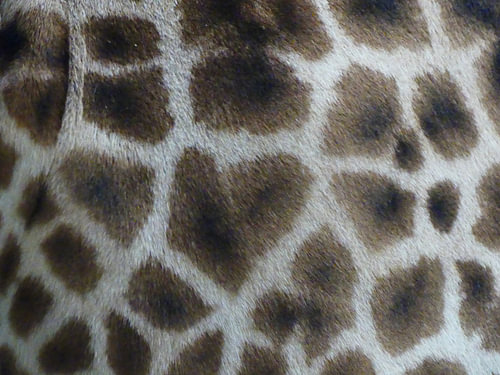 Close up van giraffe billen
