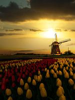 Hollandse lente-zonsondergang op de windmolens en de tulpen