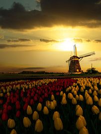Hollandse lente-zonsondergang op de windmolens en de tulpen van Digikhmer