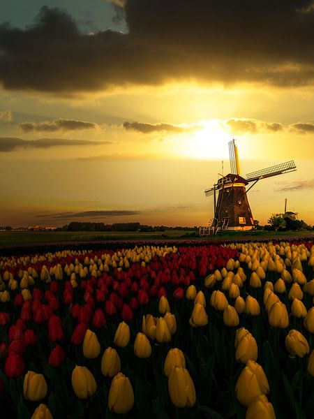 Coucher de soleil du printemps néerlandais sur les moulins à vent et les tulipes par Digikhmer