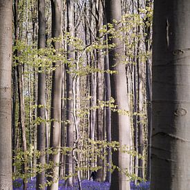 Lente in het Hallerbos II van Daan Duvillier | Regio in de Kijker