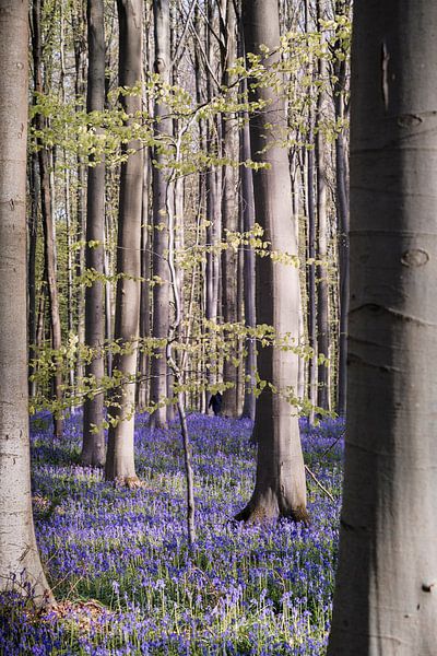 Lente in het Hallerbos II van Daan Duvillier | Regio in de Kijker