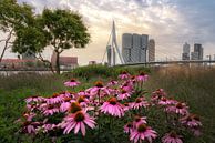 Erasmusbrug met bloemen tijdens zonsopkomst van Prachtig Rotterdam thumbnail
