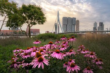 Erasmusbrücke mit Blumen bei Sonnenaufgang