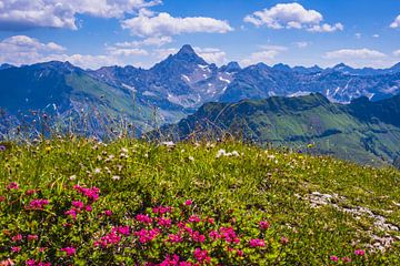 Roses des Alpes et Hochvogel sur Walter G. Allgöwer
