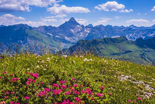 Alpenrozen en Hoge Vogel