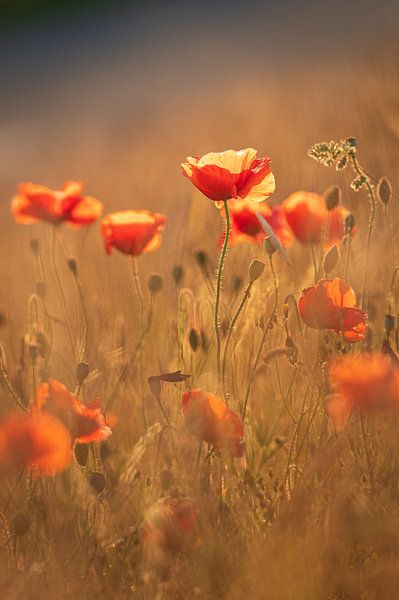 Poppies on Texel by Betere Landschapsfoto