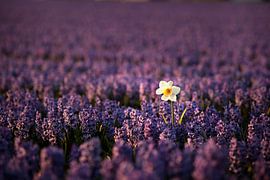 Narzisse zwischen den Hyazinthen von Theo van Veenendaal