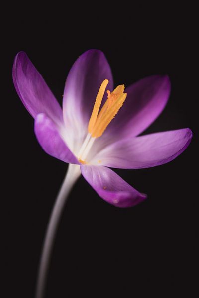 Fine art Crocus by Sandra Hazes