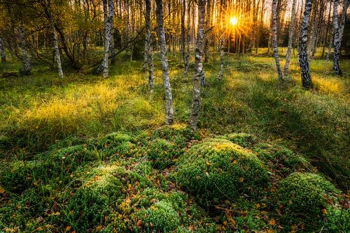 Moss mound in birch forest