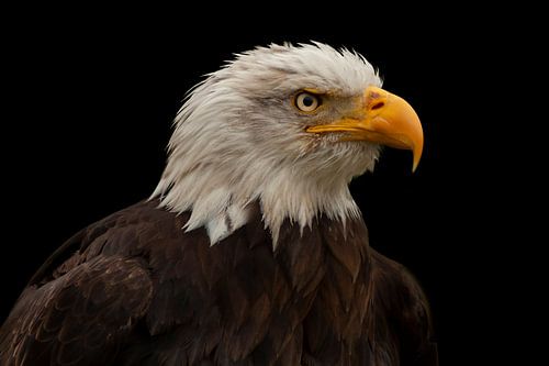 Bald Eagle, bird of prey in North America