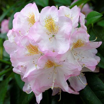 Rhododendron Flower by Gisela Scheffbuch