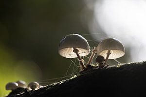 Porzellanpilz mit Hintergrundbeleuchtung.