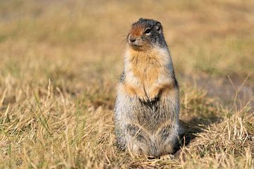 Ground squirrel (Urocitellus columbianus), Waterton Lakes National Park, Alberta, Canada by Alexander Ludwig
