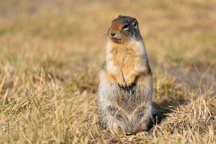 Erdhörnchen (Urocitellus columbianus), Waterton Lakes National Park, Alberta, Kanada von Alexander Ludwig