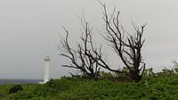 Cape Zanpa - Okinawa - West Coast
