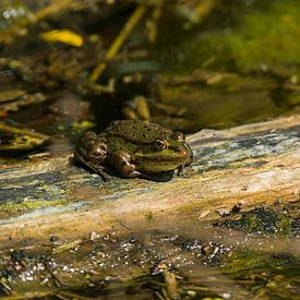Une grenouille sur Dirk Herdramm