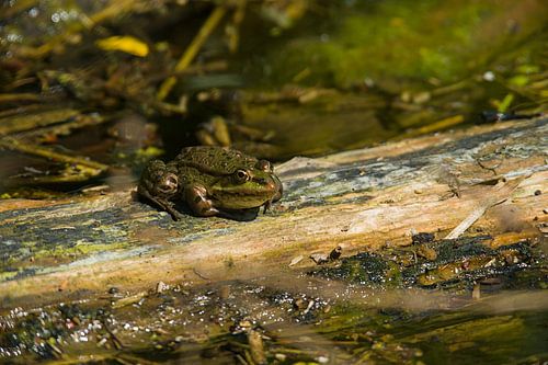 Ne Frosch von Dirk Herdramm